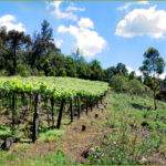 260 – Algumas particularidades do vinho no Brasil