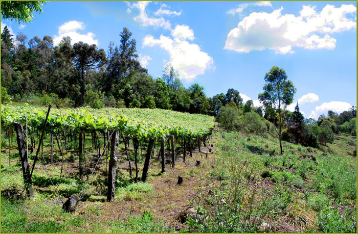 260 – Algumas particularidades do vinho no Brasil