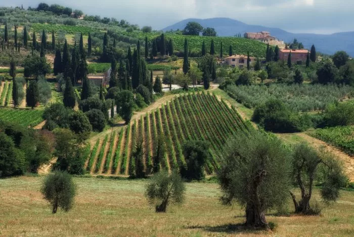 Vinhedo da Toscana. https://abs-rio.com.br/eventos/barolo-versus-brunello-uma-luta-de-gigantes/