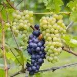 A Pinot Noir no Brasil