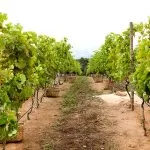 Vinhos Brasileiros Premiados