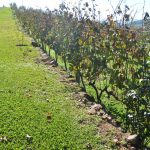 Vinhos Brasileiros do Rio Grande do Sul - CURSO ONLINE