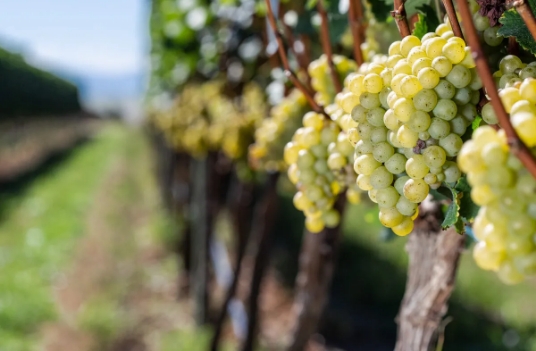 Curso Castas Brancas – Advanced Wine Lover