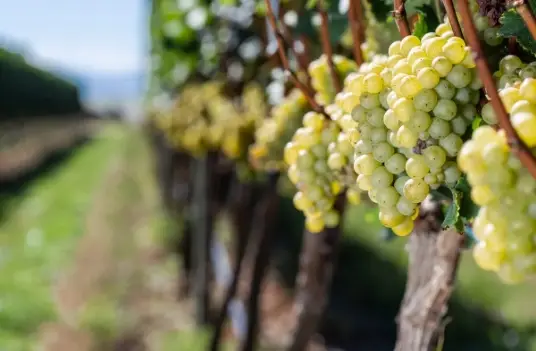 Curso Castas Brancas – Advanced Wine Lover
