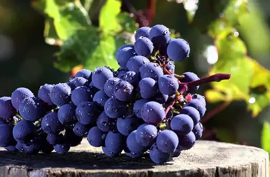 Curso Castas Tintas – Advanced Wine Lover